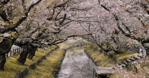 Lý do tại sao nên chọn Nhật Bản để đi du học